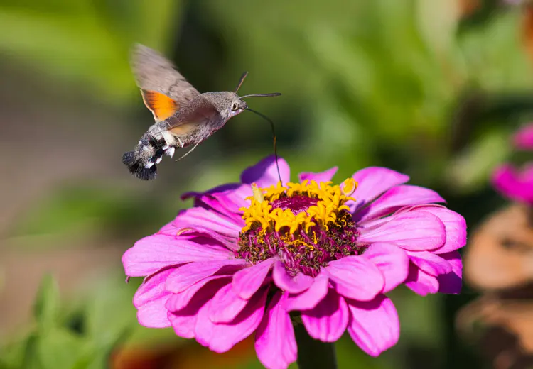 De kolibrievlinder bezoekt op één dag soms wel 500 bloemen.